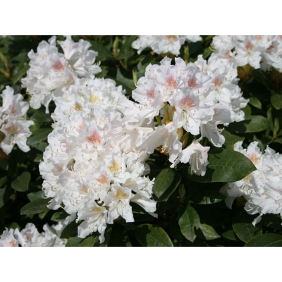 Różanecznik, rhododendron Cunningham's White'